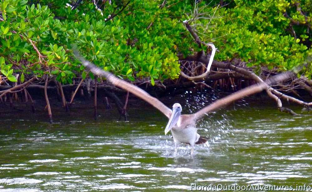 Kayaking-around-Dania-Beach-mangroves-floridaoutdooradventures.info-07.jpg